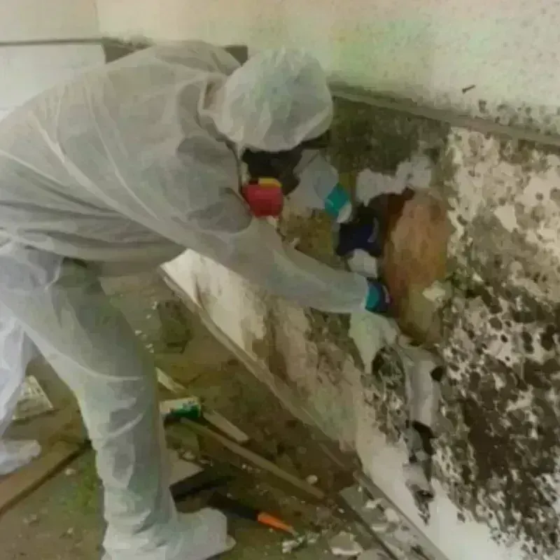 Mold Remediation and Removal in Dresher, PA